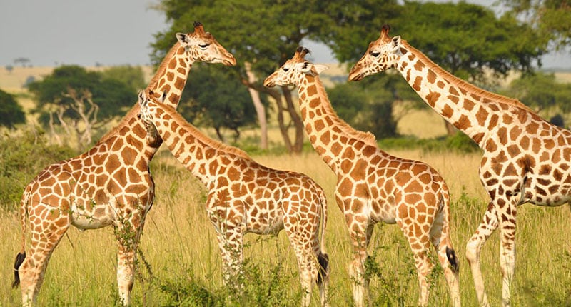 Giraffe species