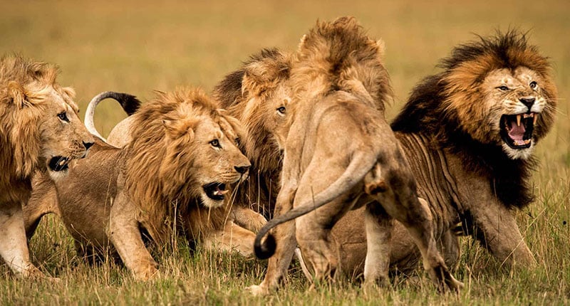 Lion behavior