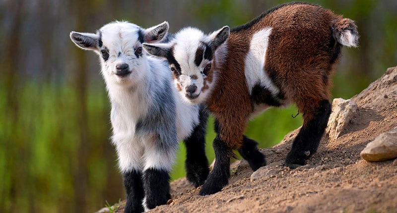 Mini Pygmy Goat